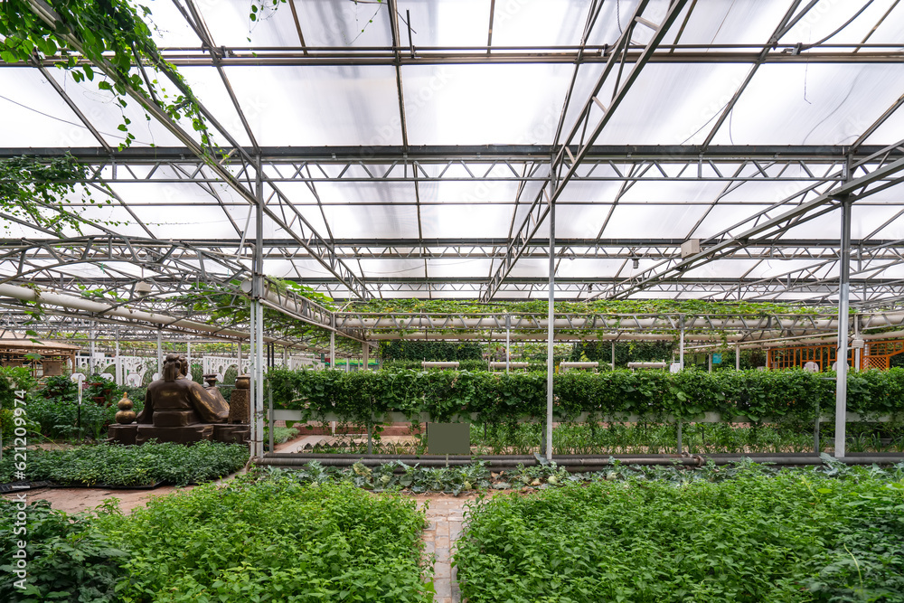 Shouguang ecological vegetable greenhouse interior scene