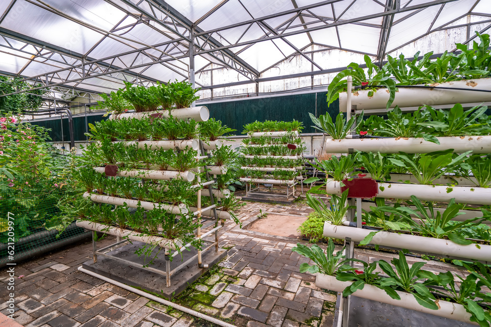 Shouguang ecological vegetable greenhouse interior scene