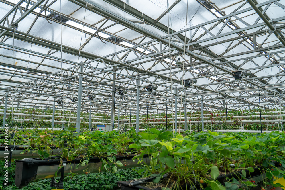 Shouguang ecological vegetable greenhouse interior scene