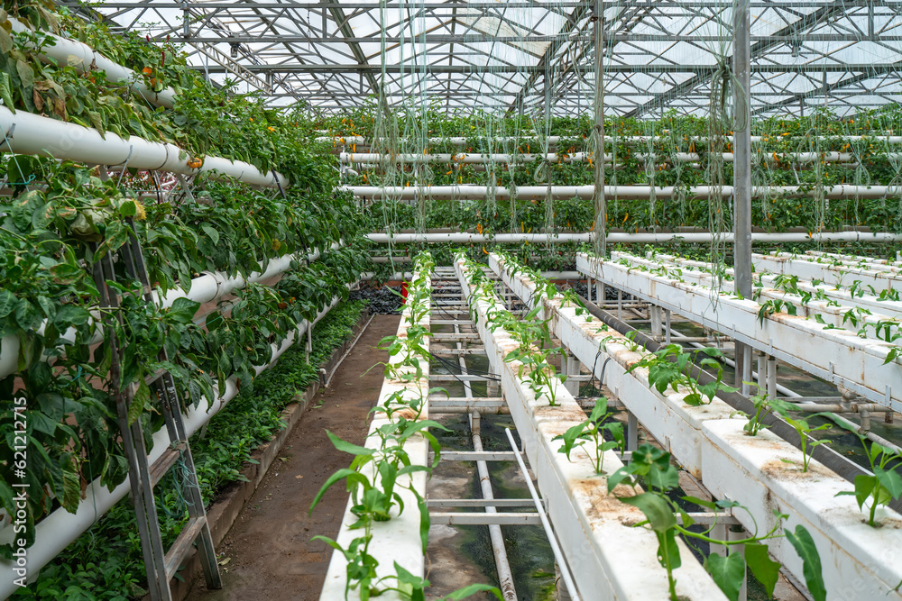 Shouguang ecological vegetable greenhouse interior scene