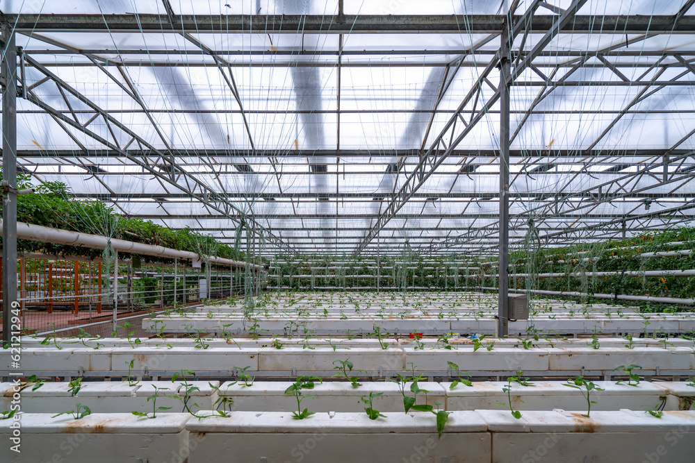 Shouguang ecological vegetable greenhouse interior scene