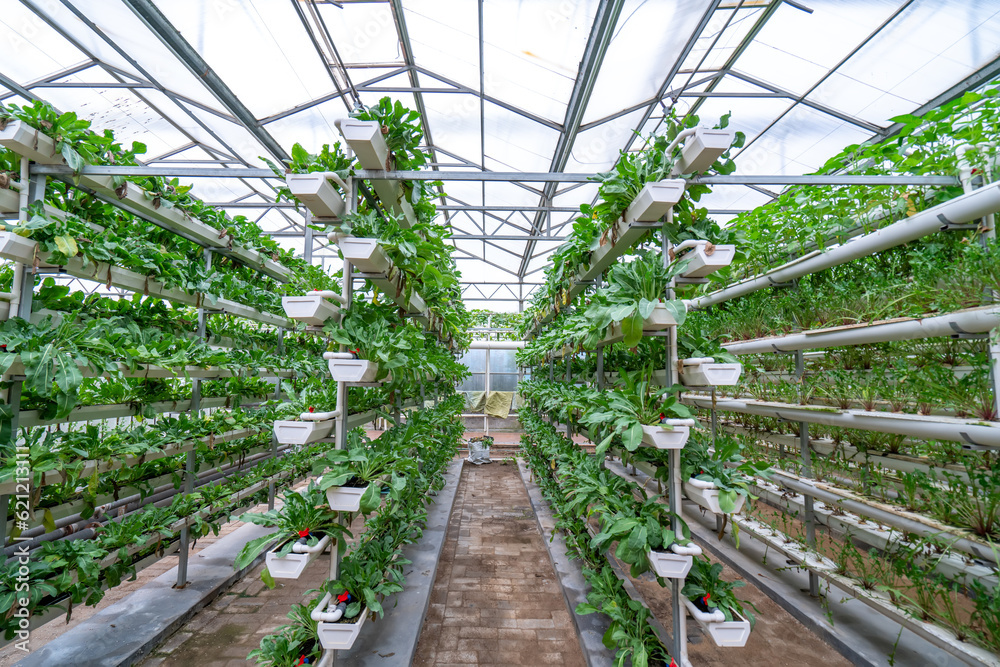 Shouguang ecological vegetable greenhouse interior scene