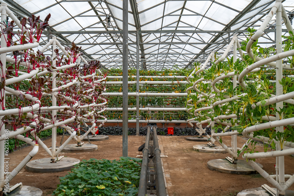 Shouguang ecological vegetable greenhouse interior scene