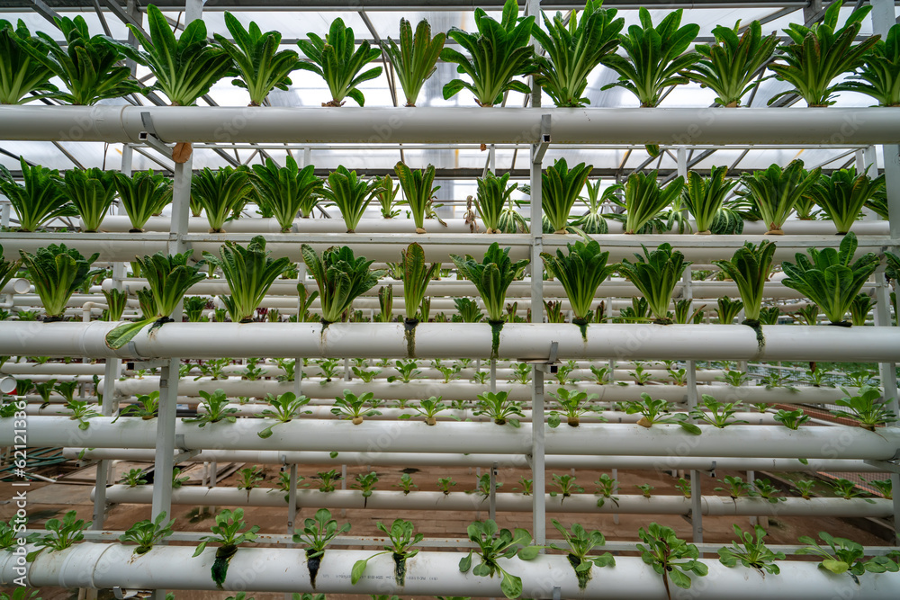 Shouguang ecological vegetable greenhouse interior scene