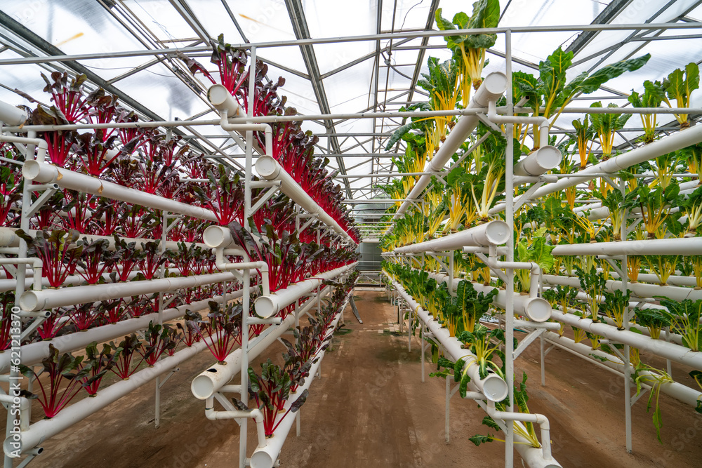 Shouguang ecological vegetable greenhouse interior scene