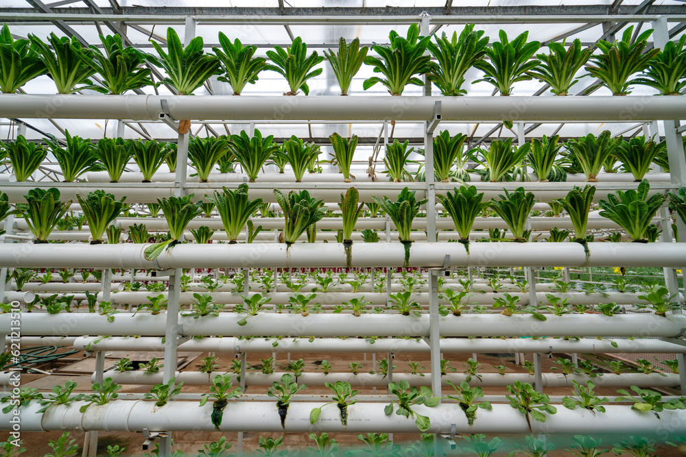 Shouguang ecological vegetable greenhouse interior scene