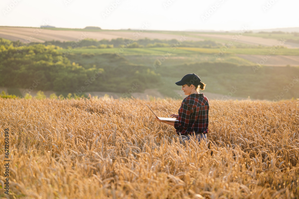 Woman farmer working with laptop on wheat field. Smart farming and digital agriculture..