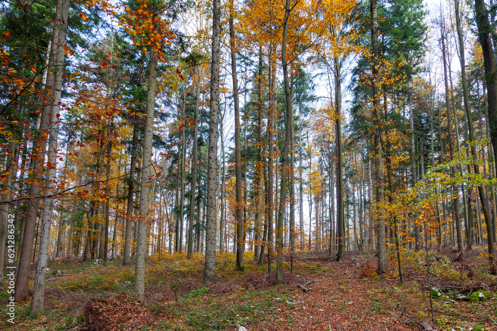 Sunny colourful tree forest landscape with colorful leaves. autumn seasonal colors. 