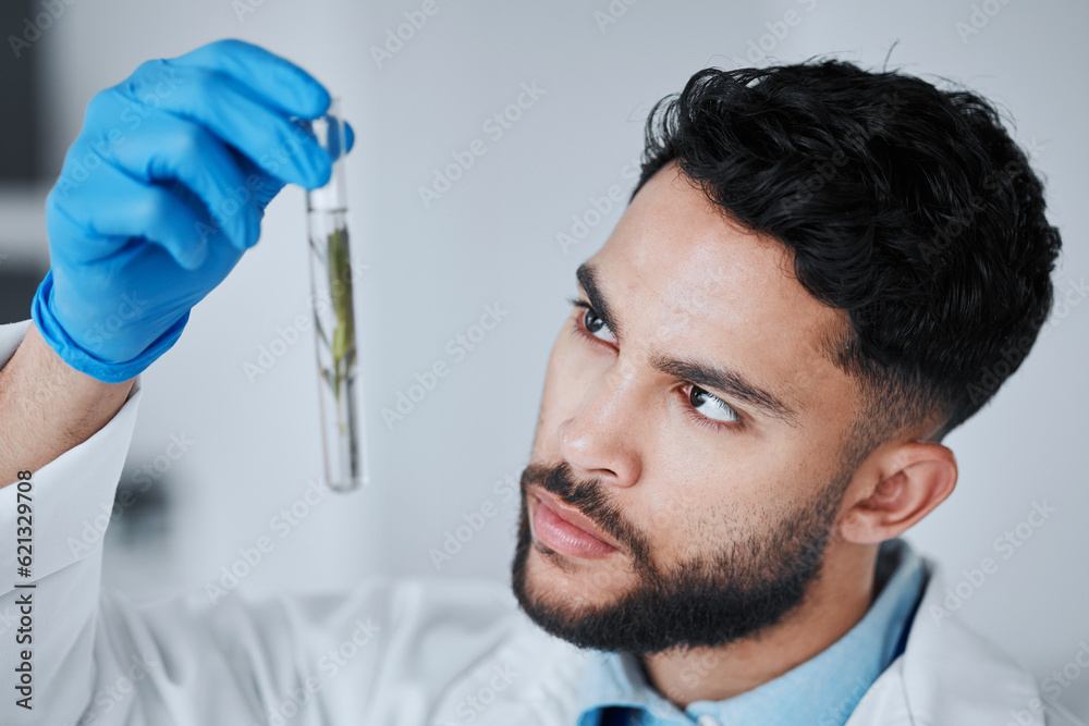 Science, test tube and man with leaf in laboratory for research, biology and study medicine. Healthc