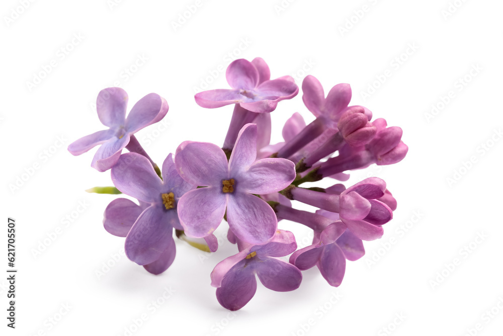 Lilac flowers on white background