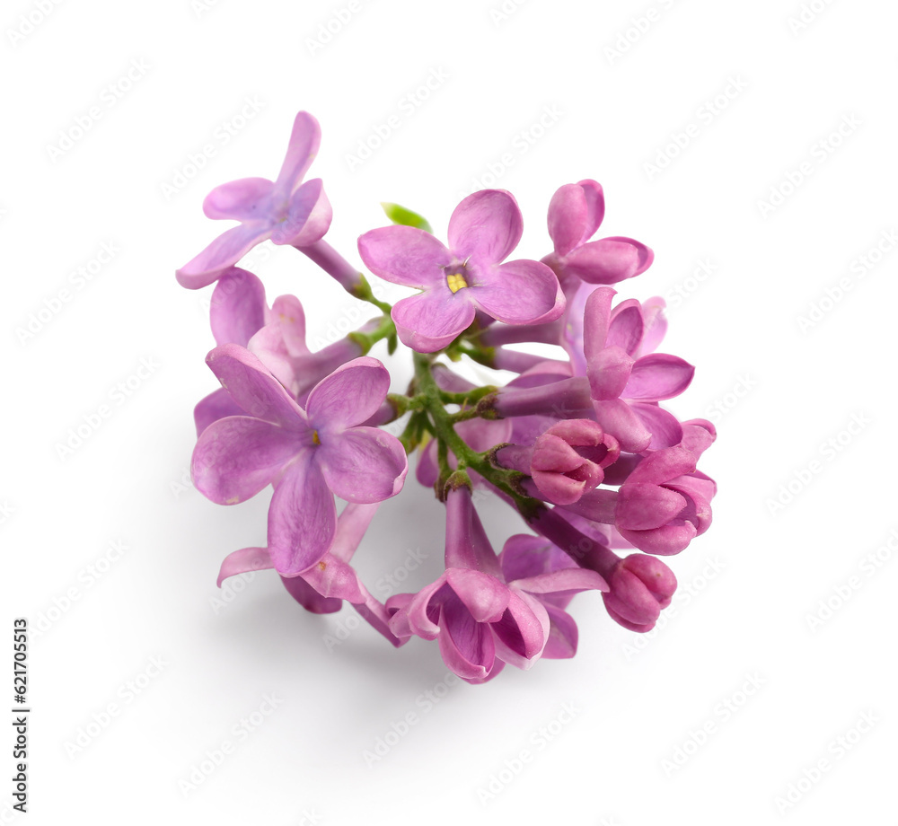 Lilac flowers on white background