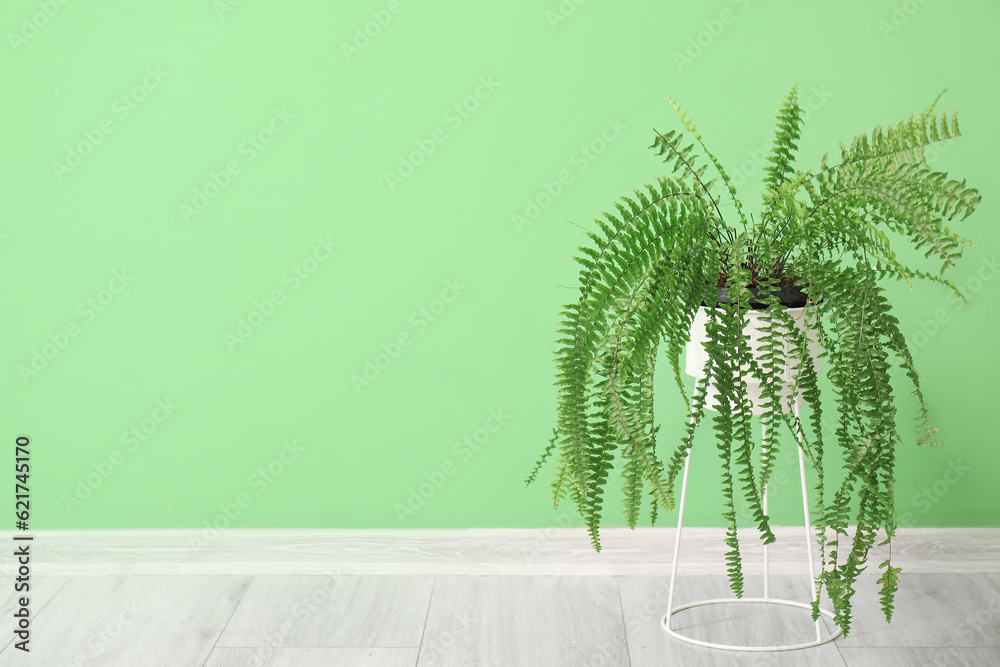 Fern houseplant near green wall