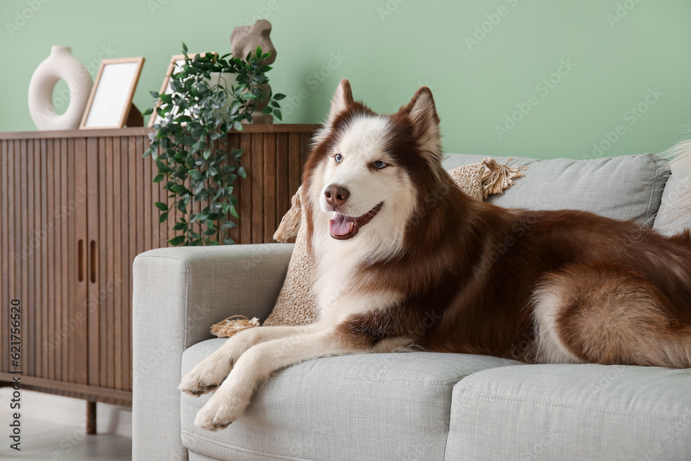 Cute Husky dog lying on sofa in living room