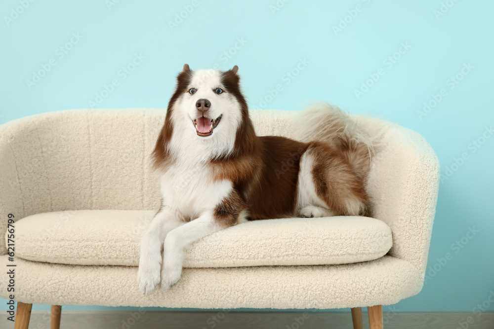 Cute Husky dog lying on sofa in living room