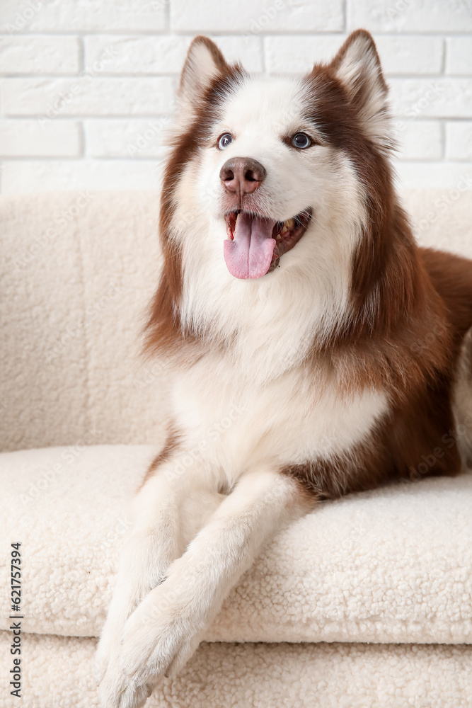 Cute Husky dog lying on sofa in living room, closeup