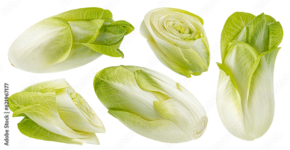 Chicory salad isolated on white background