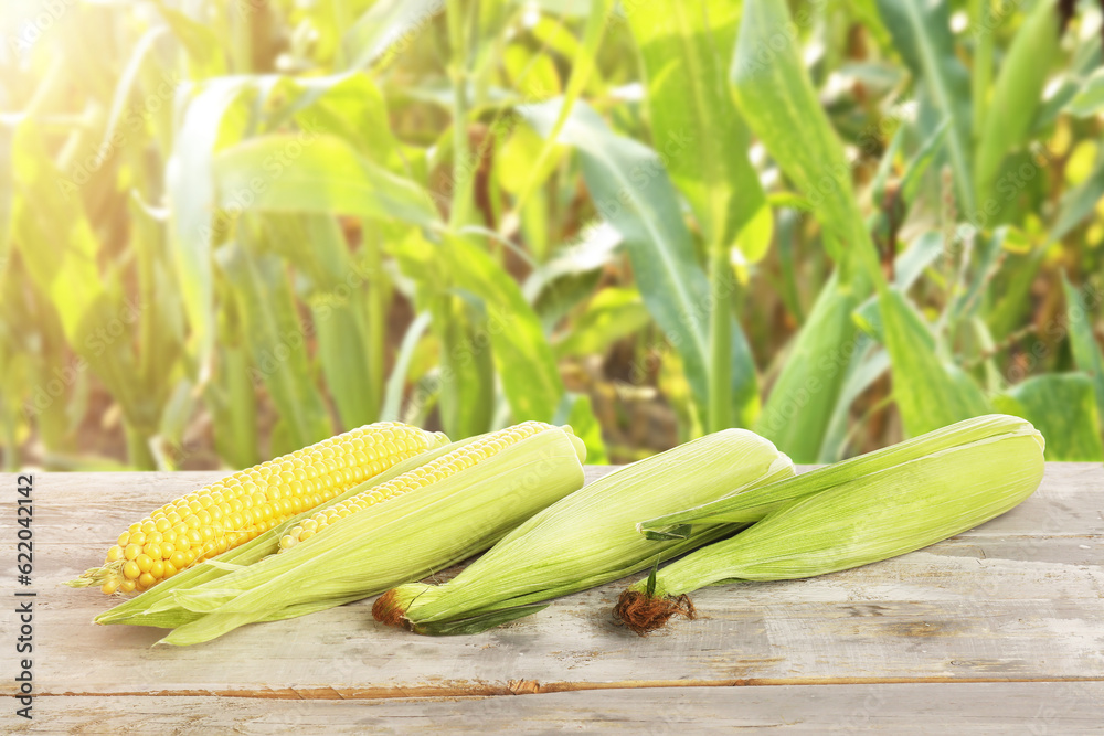 Ripe corn cobs on table in field