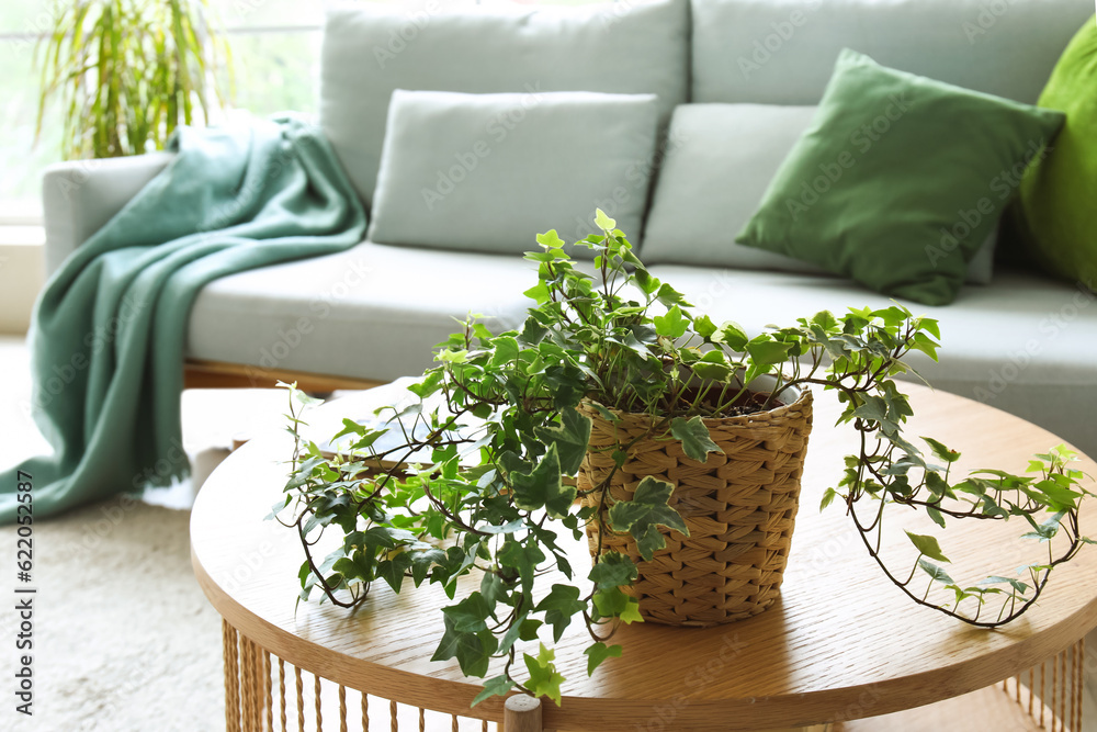 Wooden coffee table with houseplant in interior of light living room