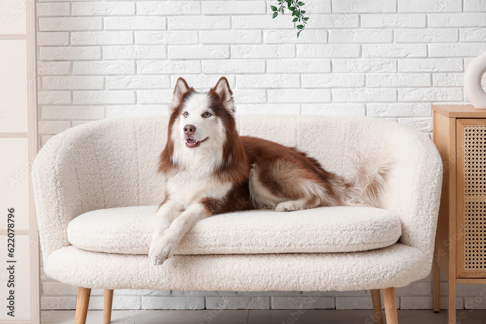 Cute Husky dog lying on sofa in living room