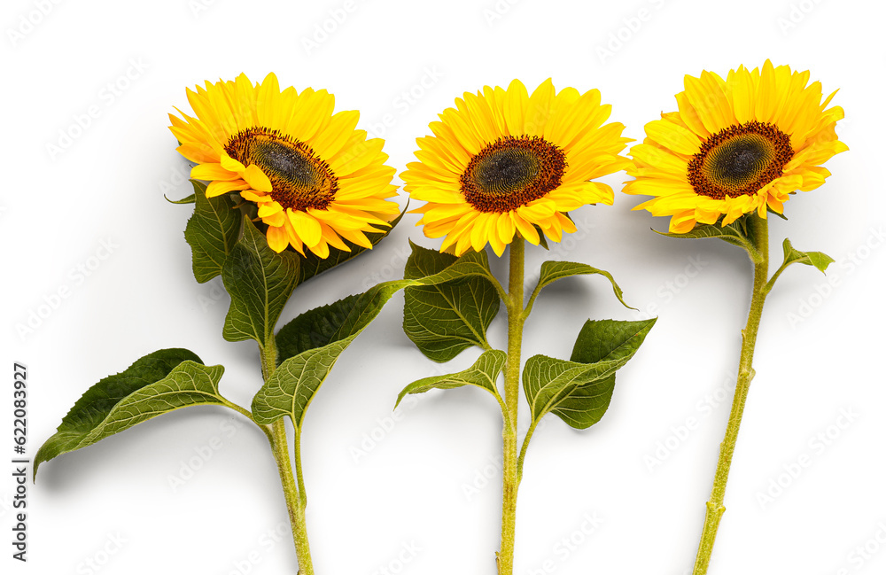 Beautiful sunflowers on white background