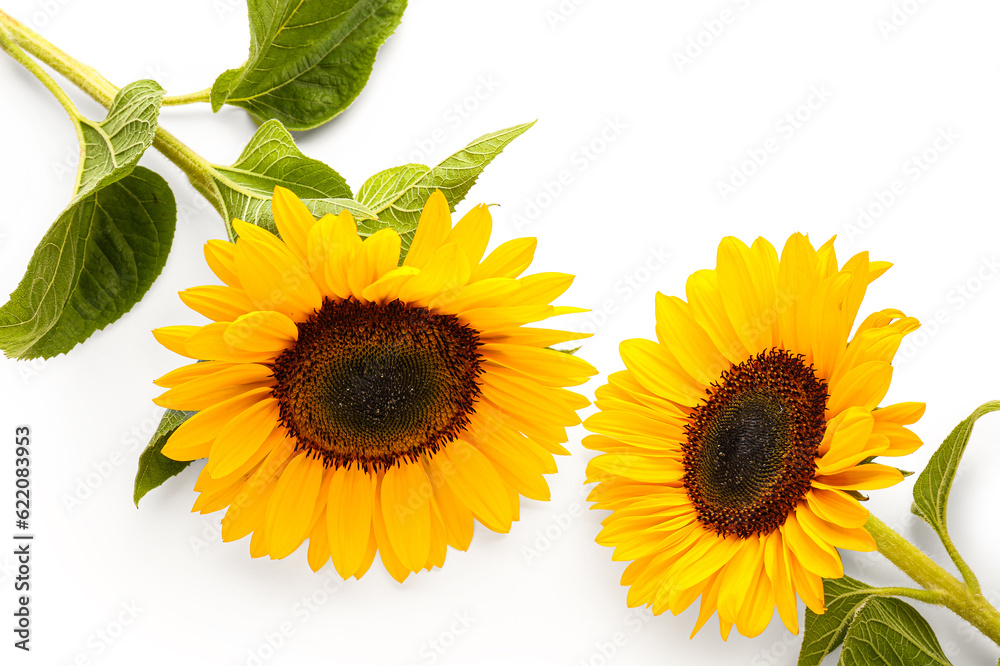 Beautiful sunflowers on white background