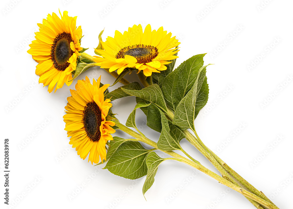 Beautiful sunflowers on white background