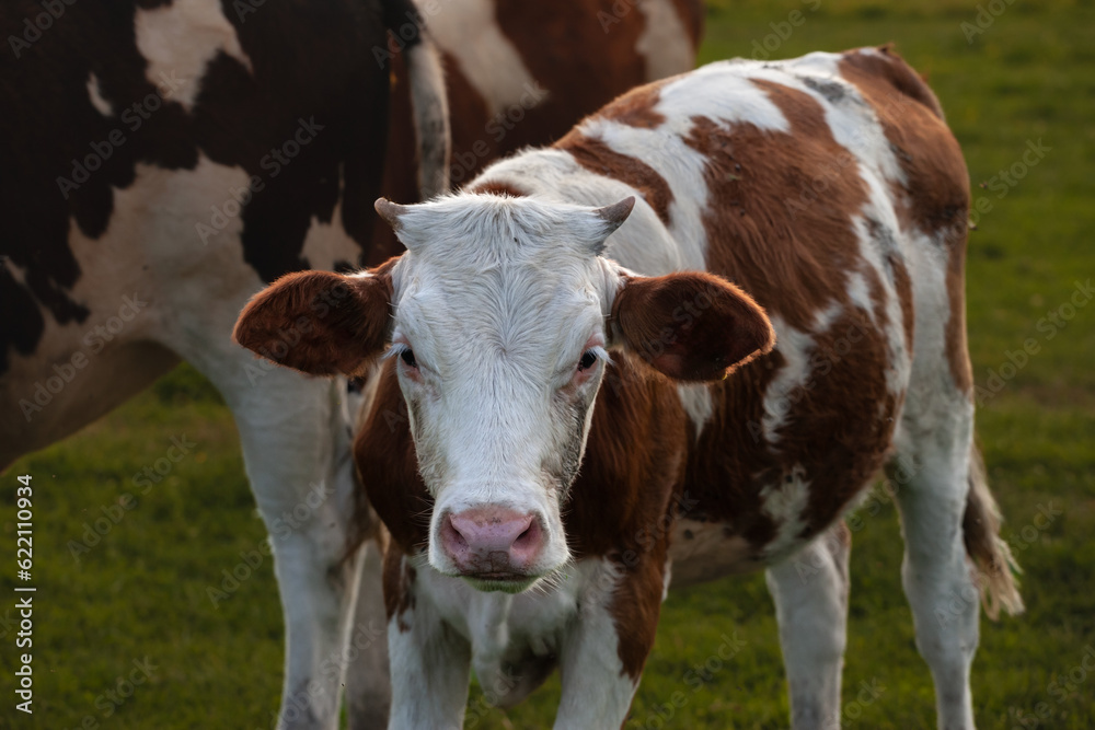 Selective blur on the head of a Holstein frisian cow, a young calf, a veal, with its typical brown a