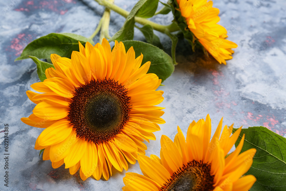 Beautiful sunflowers on blue background