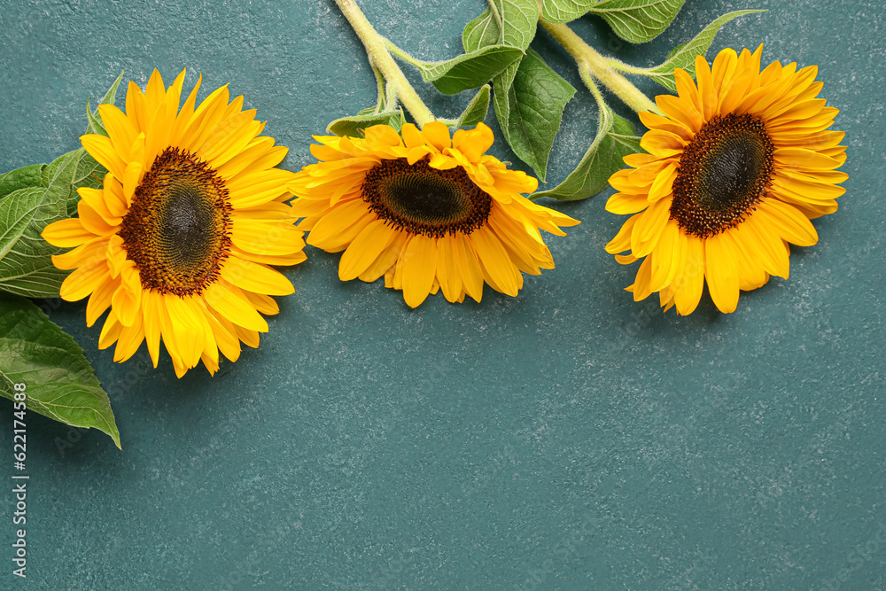 Beautiful sunflowers on green background