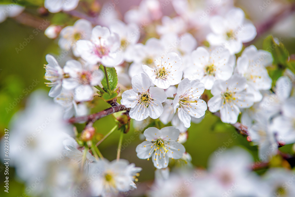 Cherry blossom branch in the garden in spring 