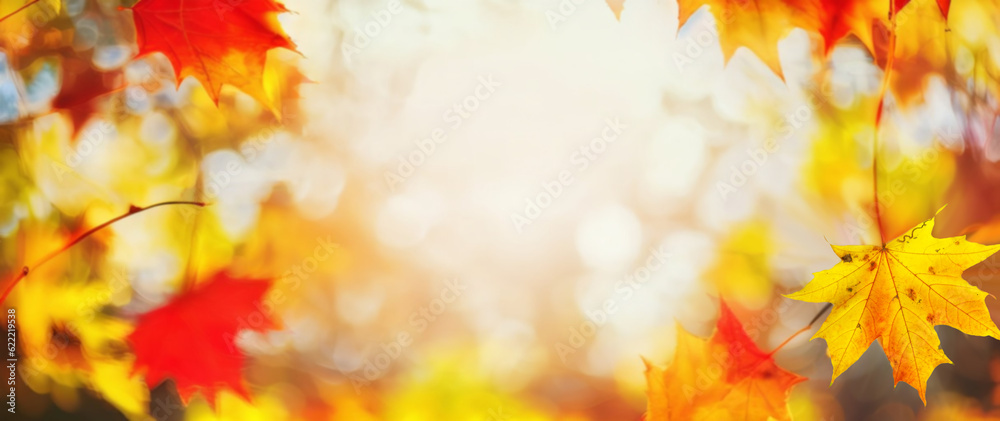 Autumn blurred background with frame of orange, gold and red maple leaves on nature on background of