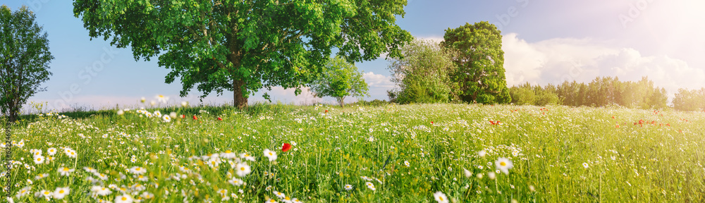 Panoramic view of the field with alot of daisies and the maple tree on it.