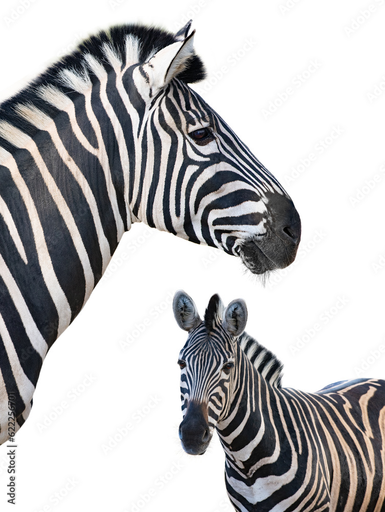 portrait of beautiful zebra isolated on white background