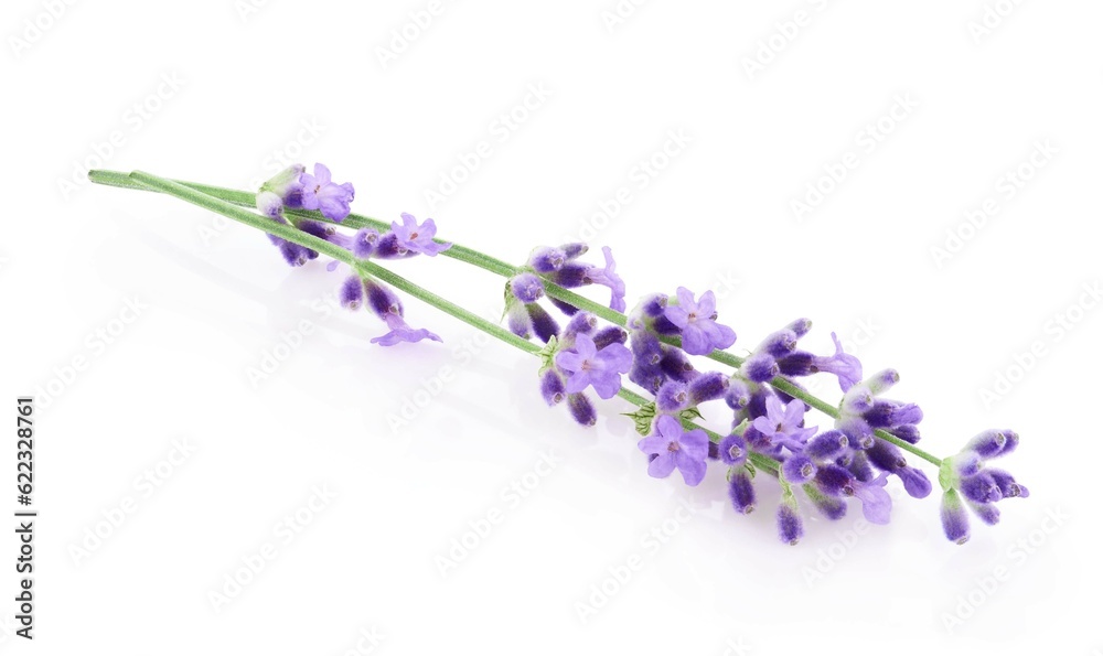 Lavender flowers isolated on white background 