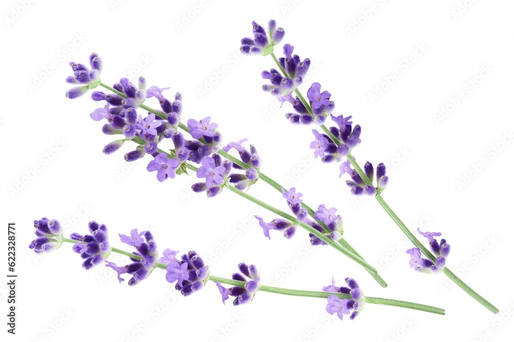 Lavender flowers isolated on white background 