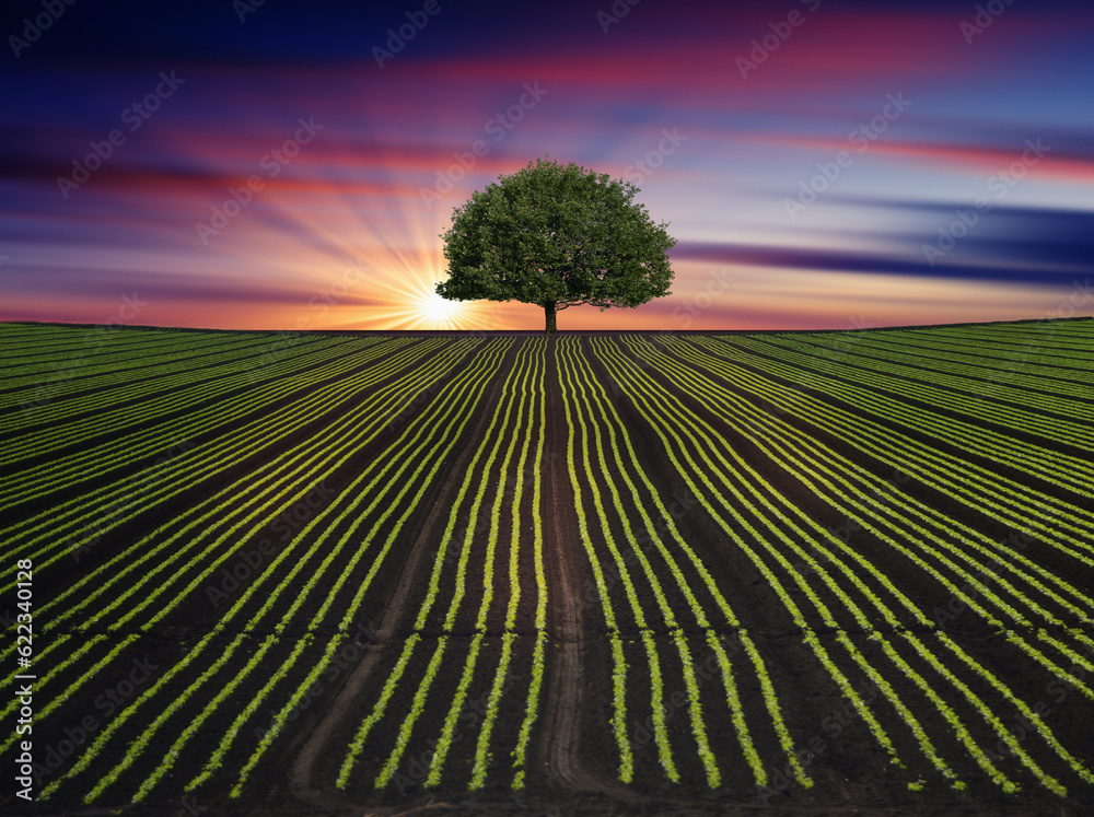 green ploughed field bright long exposure sky and lone green tree