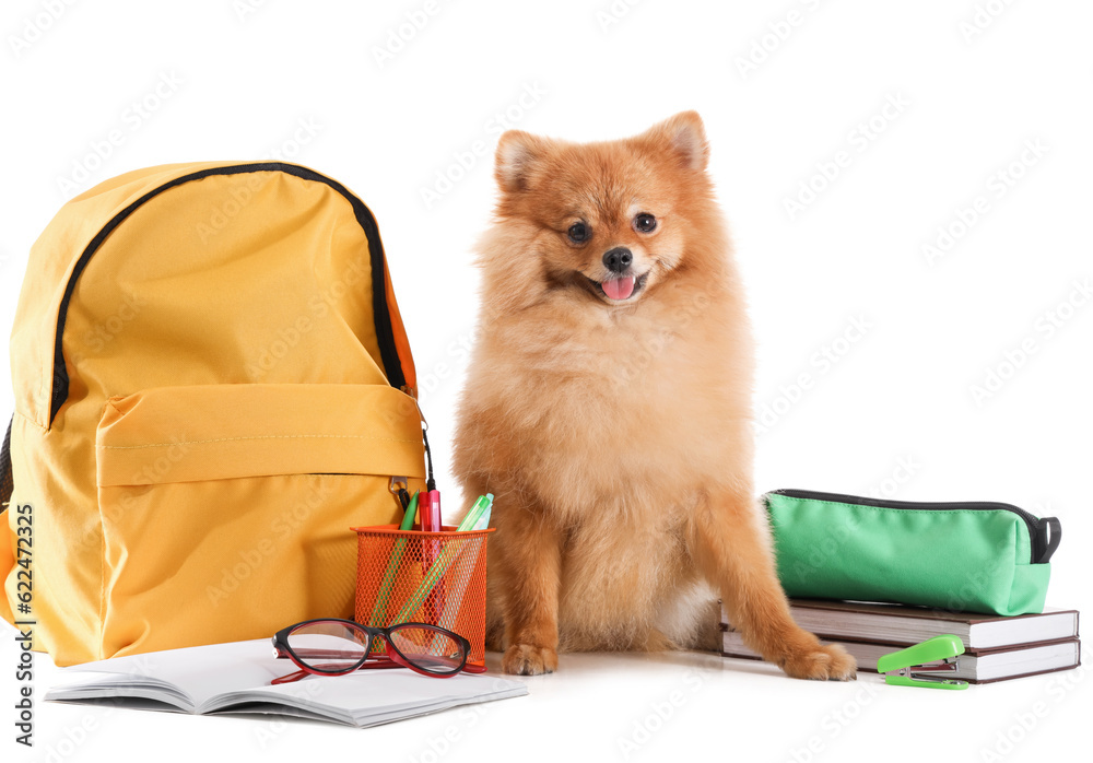 Cute Pomeranian dog with school supplies on white background