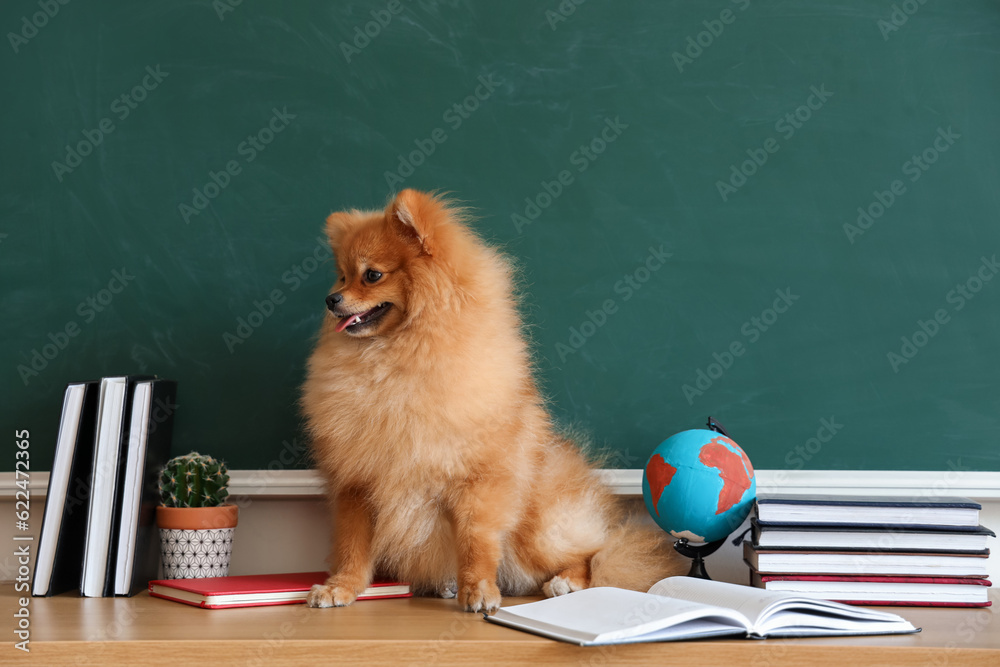 Pomeranian dog with school supplies on table near chalkboard