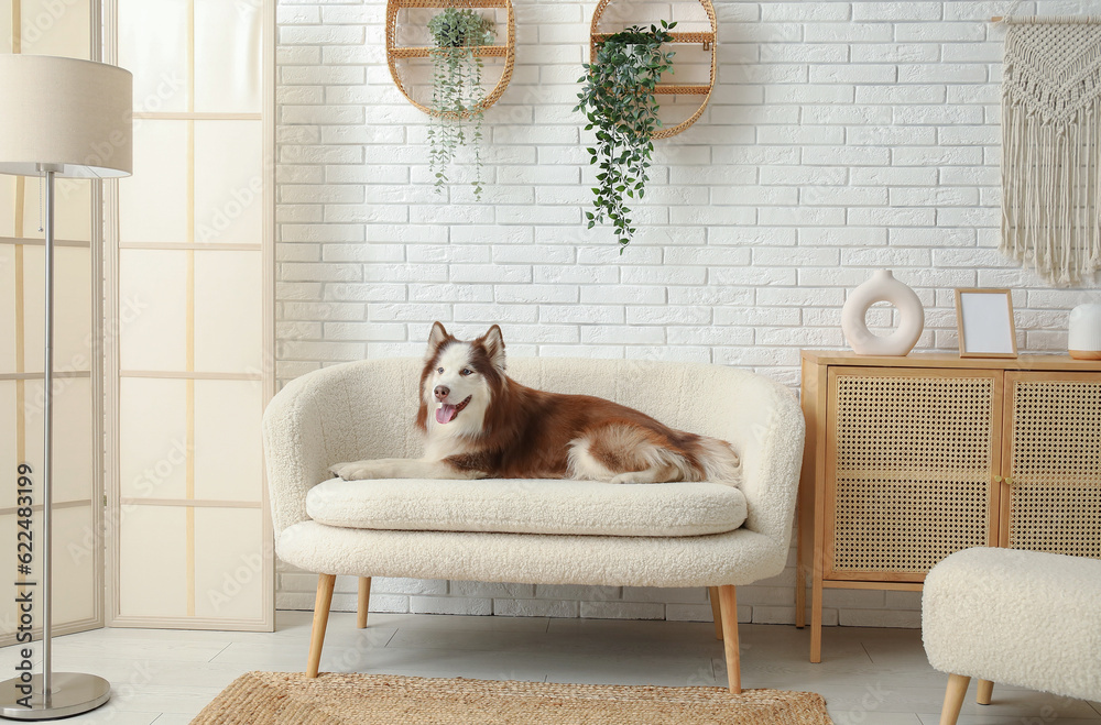 Cute Husky dog lying on sofa in living room