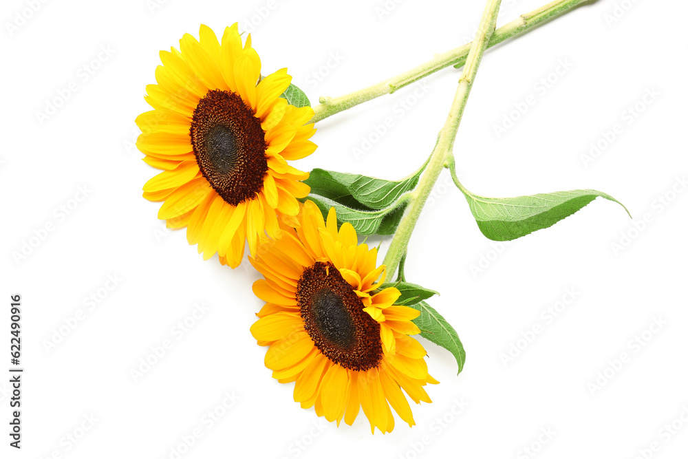 Beautiful sunflowers on white background