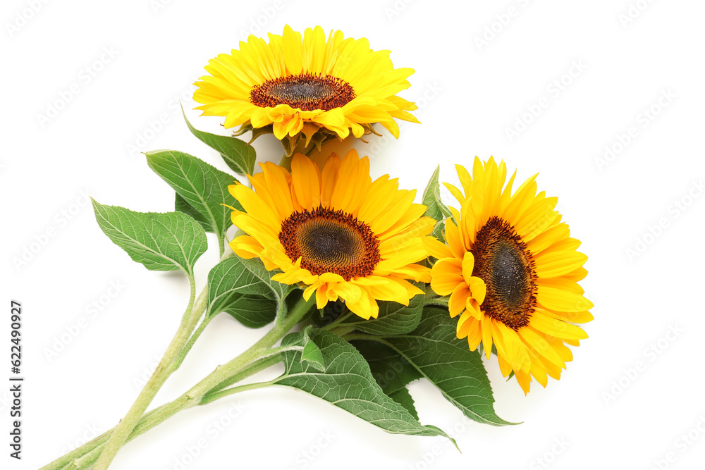 Beautiful sunflowers on white background