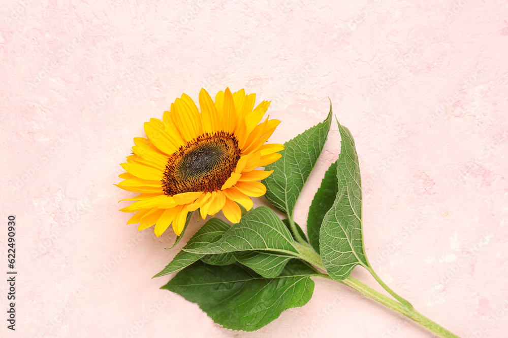 Beautiful sunflower on pink background