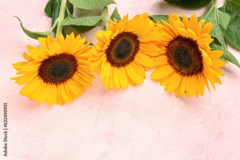 Beautiful sunflowers on pink background