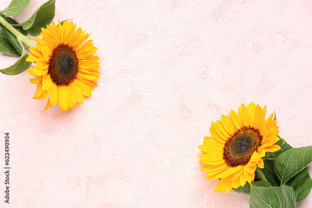 Beautiful sunflowers on pink background