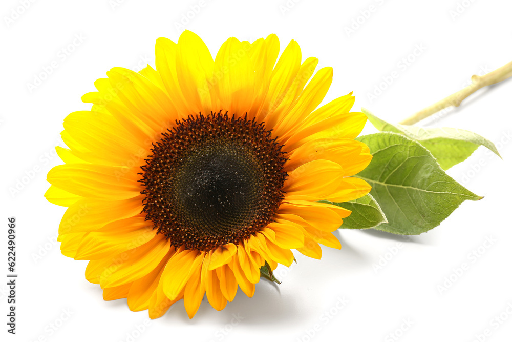 Beautiful sunflower on white background