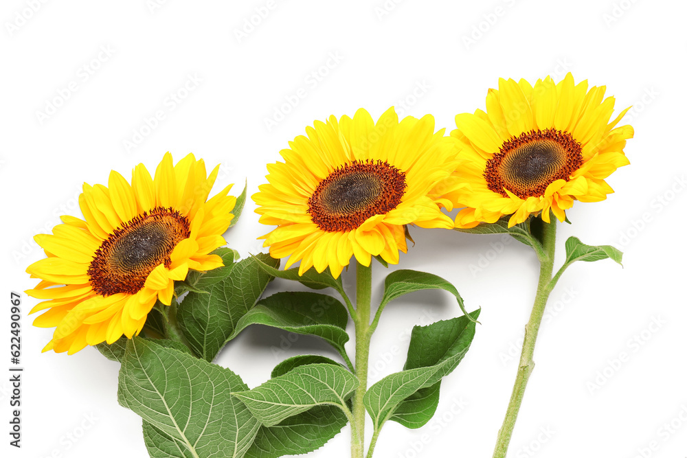 Beautiful sunflowers on white background