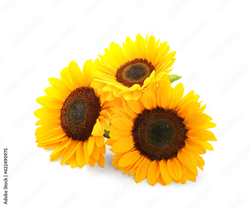 Beautiful sunflowers on white background