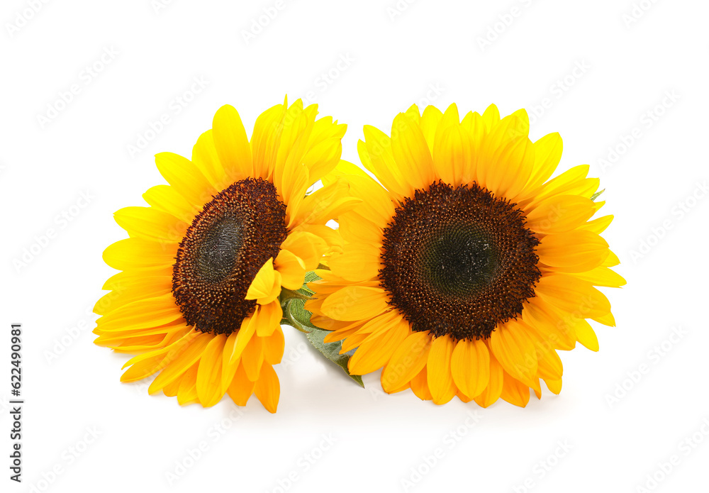 Beautiful sunflowers on white background