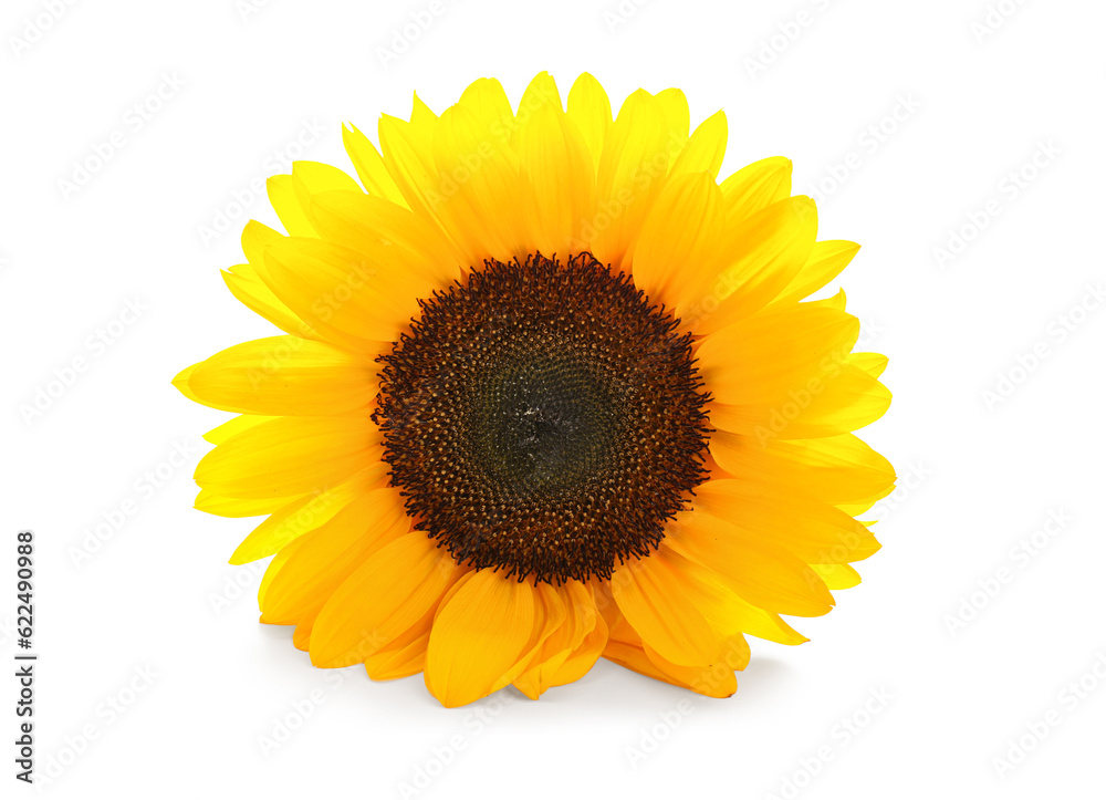 Beautiful sunflower on white background