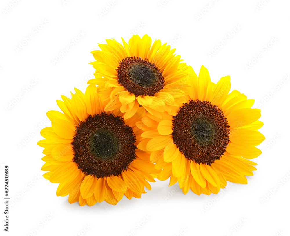 Beautiful sunflowers on white background